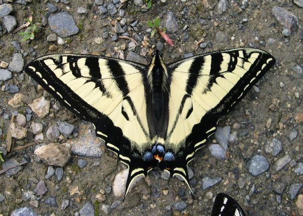 Photo of Papilio rutulus by Norbert Kondla